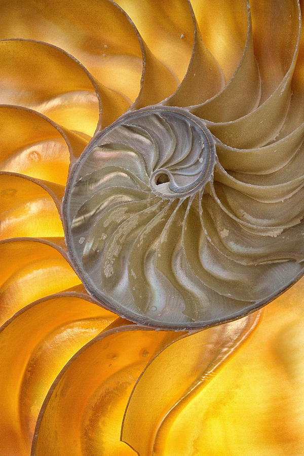 Inside a Nautilus Photograph by Tammy Mellert - Fine Art America