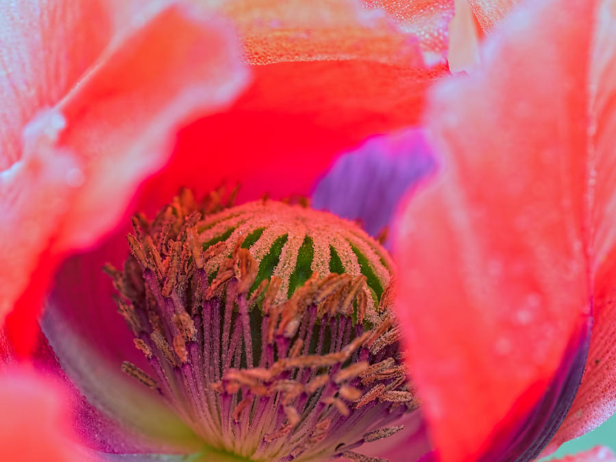 Inside a Poppy Photograph by Brad Boland