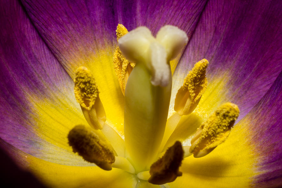 Inside a purple Tulip Photograph by Rainer Kersten