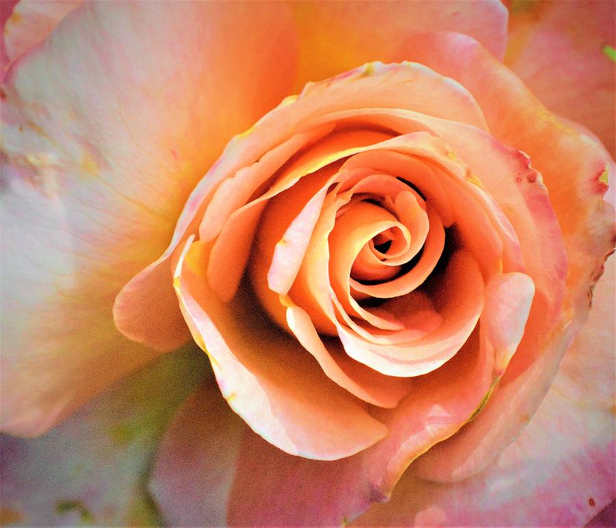 Inside a Rose Photograph by Charles HALL