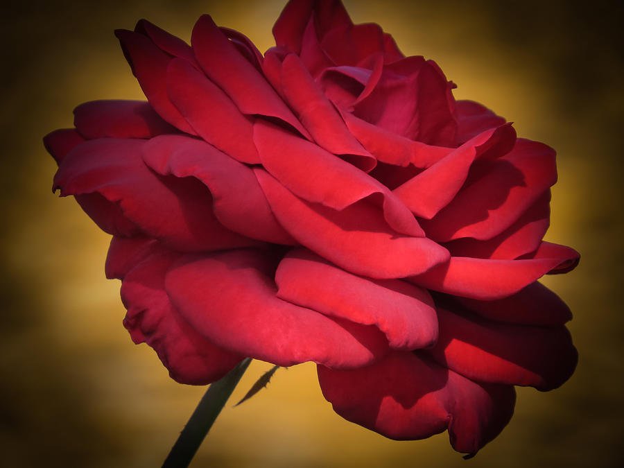 Flower Photograph - Inside A Rose by Zina Stromberg