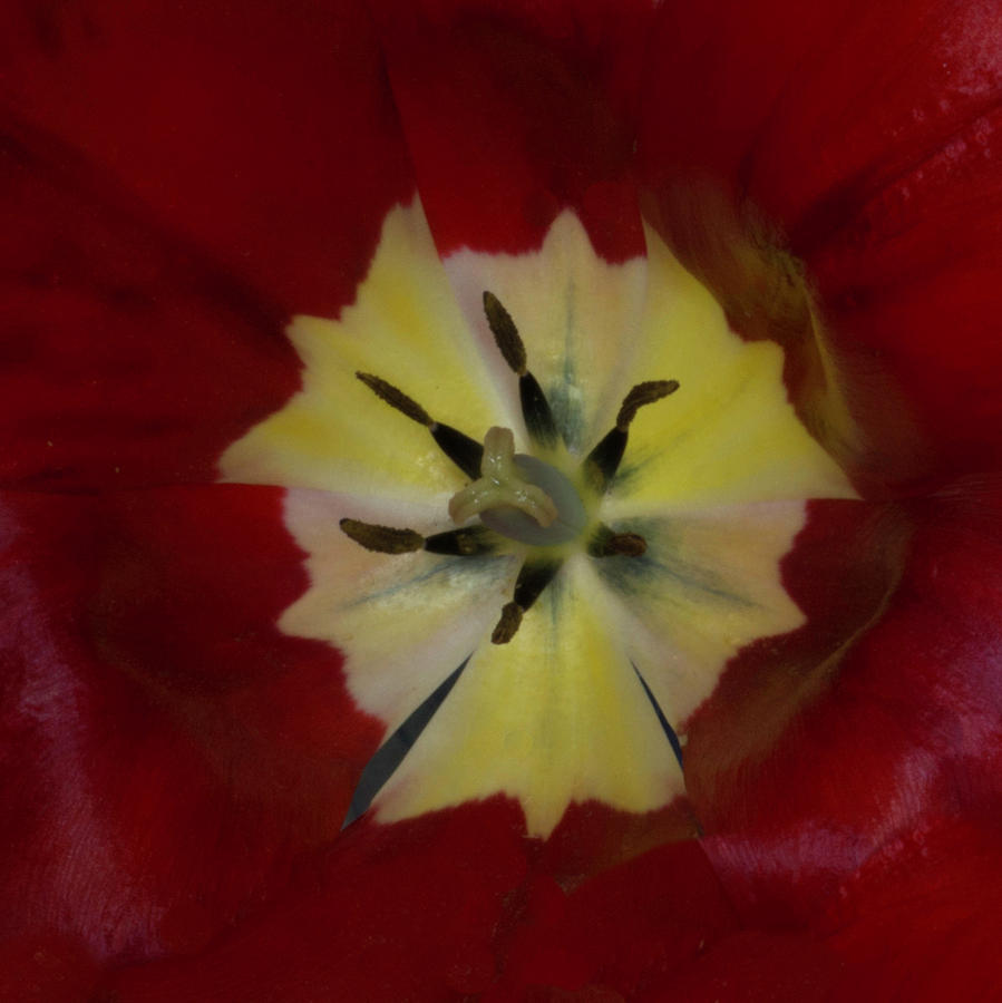 Inside a Tulip 2 Photograph by Kenneth Cole