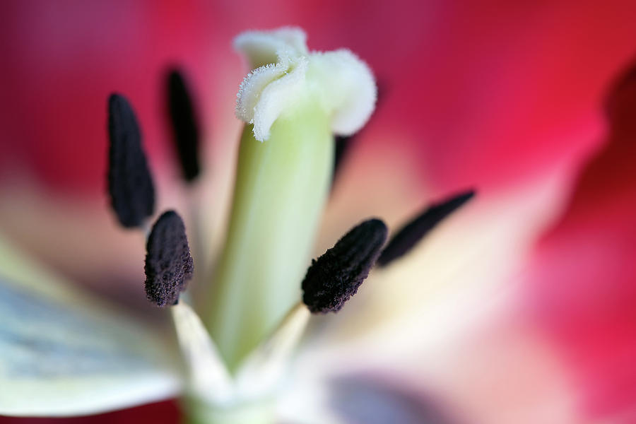 Inside a Tulip Photograph by Deborah Scannell
