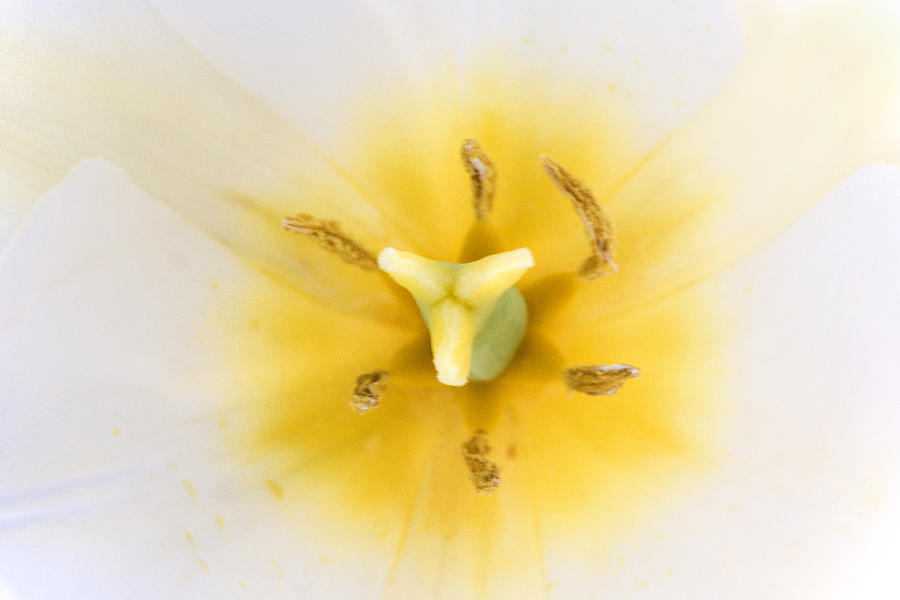 Inside a Tulip Photograph by Don Johnson