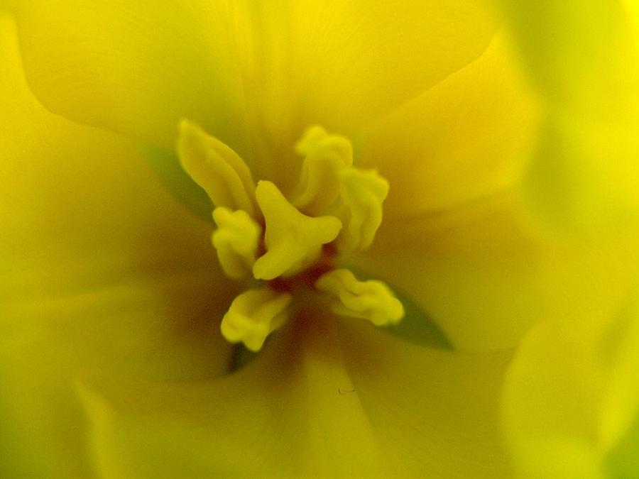 Inside a Tulip Photograph by Rhonda Barrett
