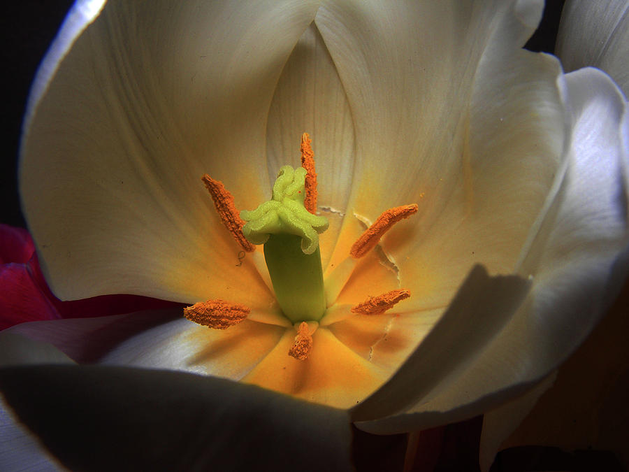 Inside A Tulip Photograph by Wilma Stout