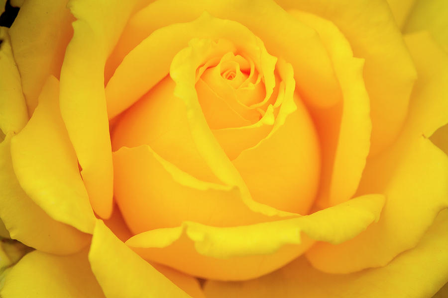 Inside a Yellow Rose Photograph by Teri Virbickis
