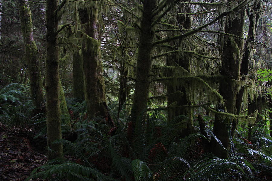 Inside an ancient forest, British Columbia Photograph by Wayne Doyle ...