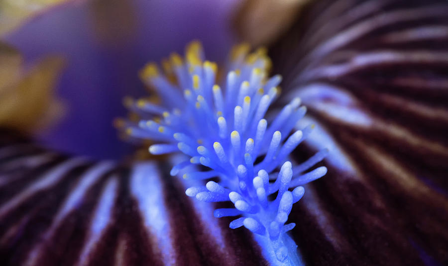 Flower Photograph - Inside An Iris by Tracy Munson