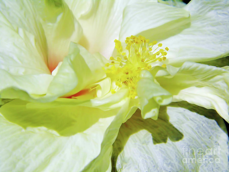 Flower Photograph - Inside Beauty by D Hackett