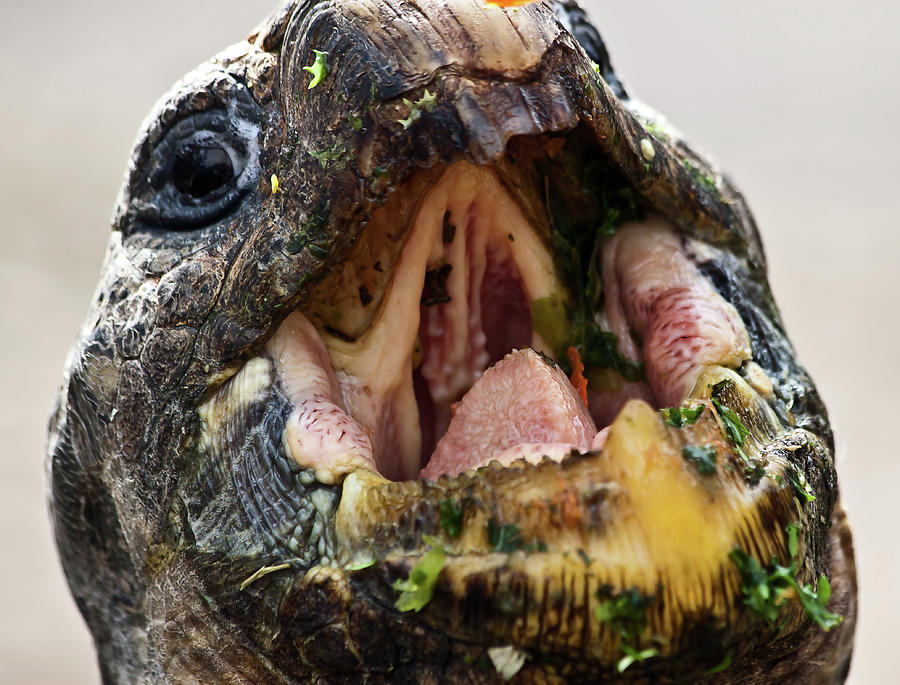 Inside Giant Tortoise Mouth Photograph by Miroslava Jurcik
