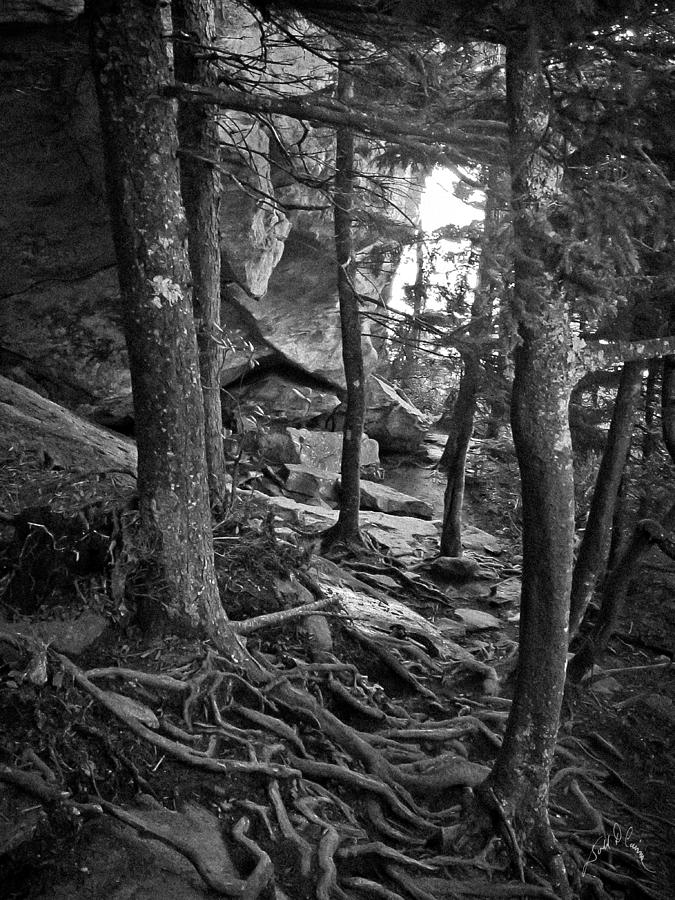 Inside Grandfather Mountain Photograph by T Cairns