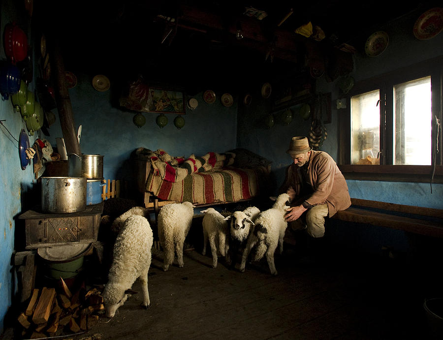Lamb Photograph - Inside His House by Mihnea Turcu