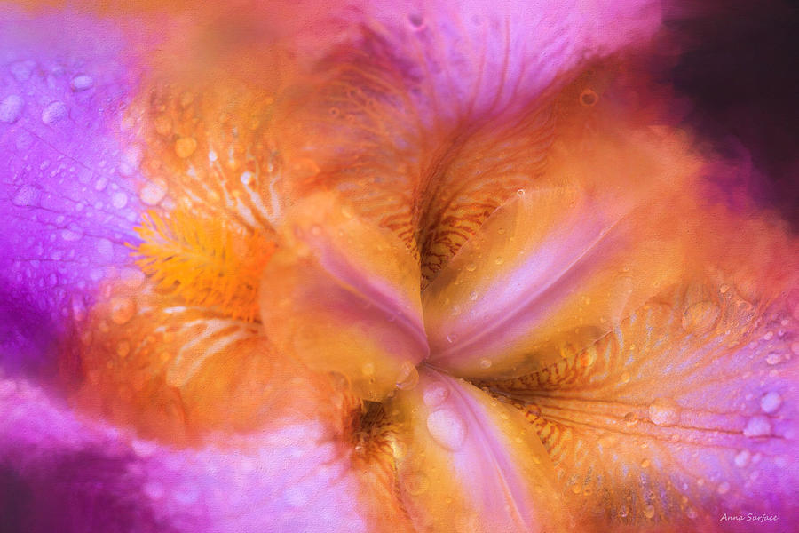 Iris Photograph - Inside Iris by Anna Louise