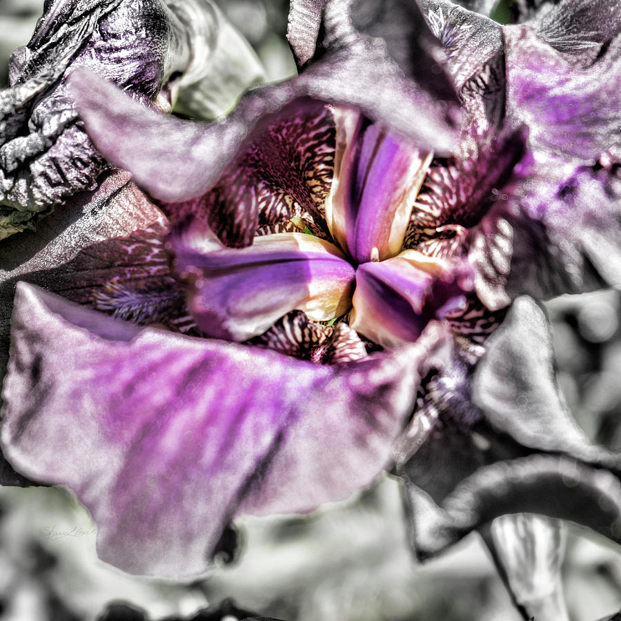 Inside Iris Photograph by Sharon Popek
