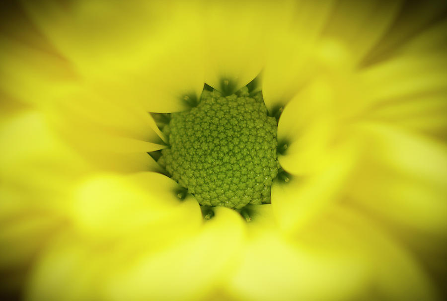 Flower Photograph - Inside by Konstantin Bibikov Flower Photograph - Inside by Konstantin Bibikov
