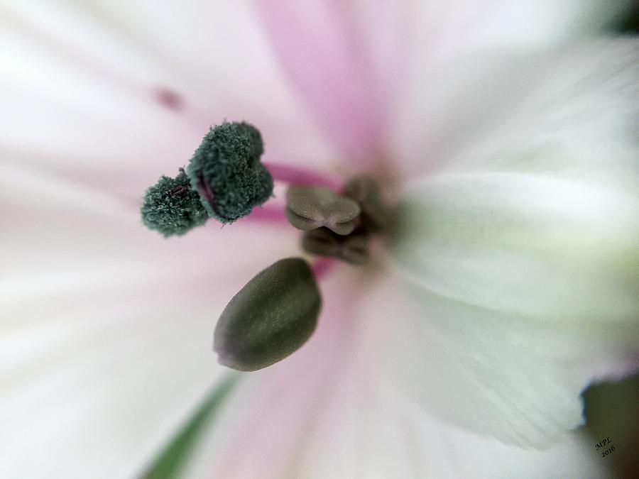 Inside Macro Tulip  Photograph by Marian Lonzetta