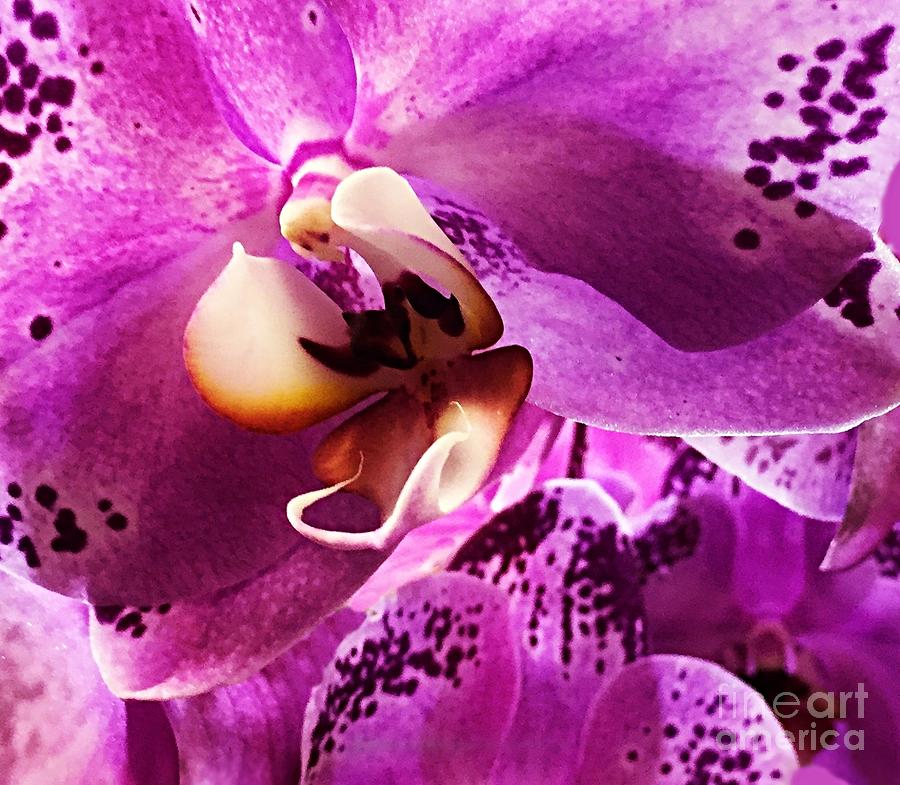 Inside Moth Orchid Photograph
