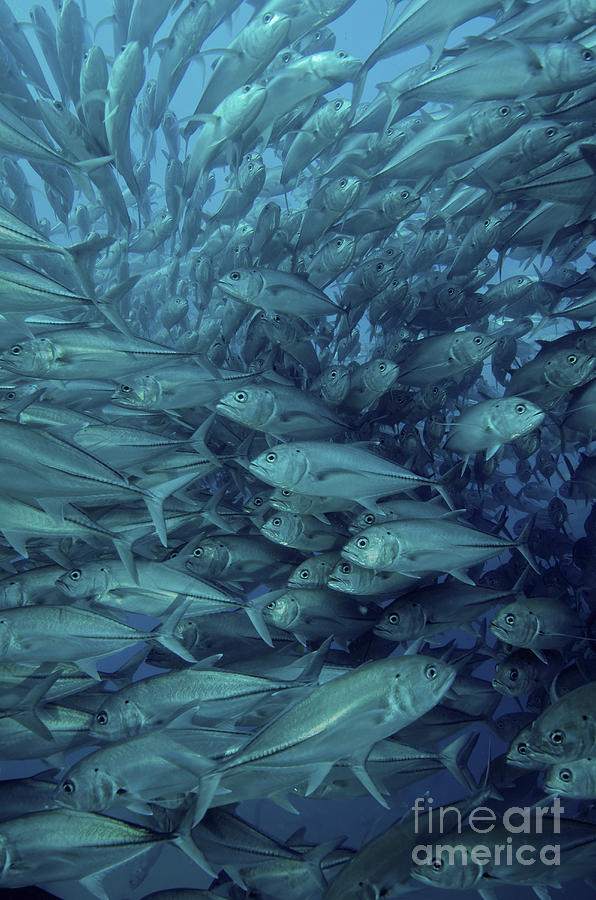Inside Of A School Of Jack Fish, Cabo Photograph