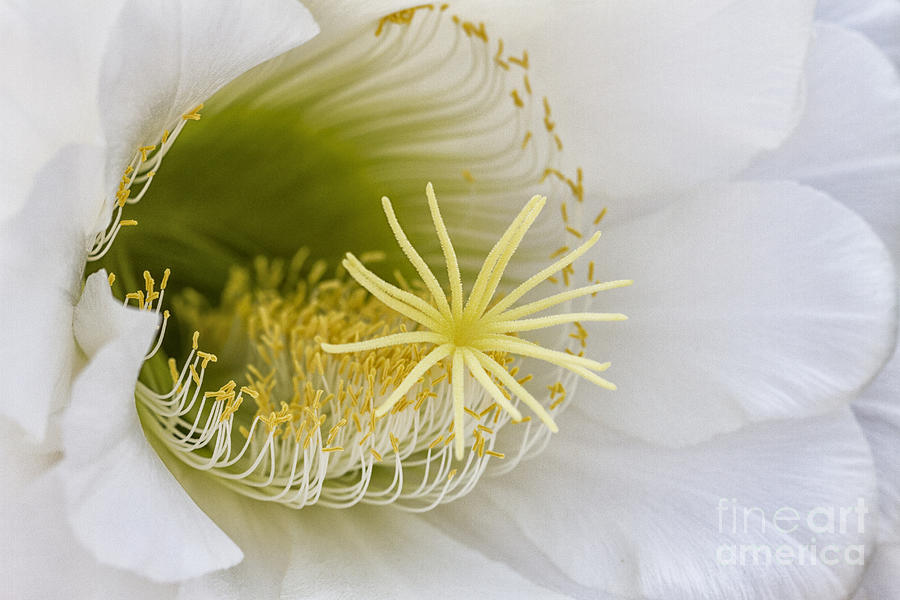 Cacti Photograph - Inside of an Echinopsis  by Ruth Jolly