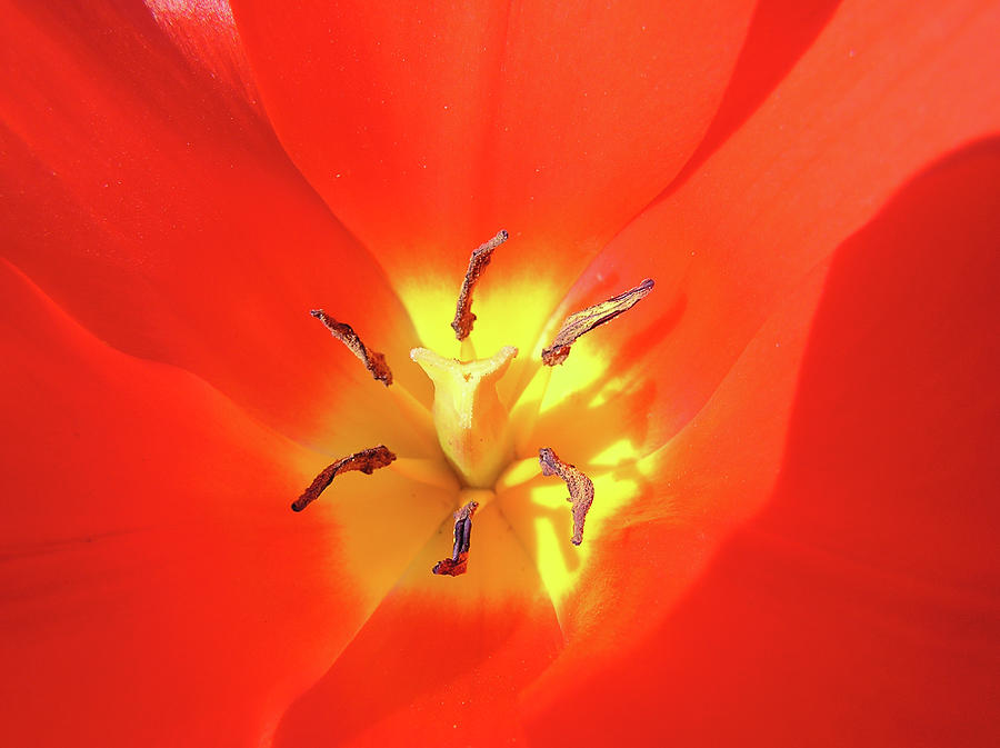 Tulip Photograph - Inside Open Tulip by Richard Mitchell