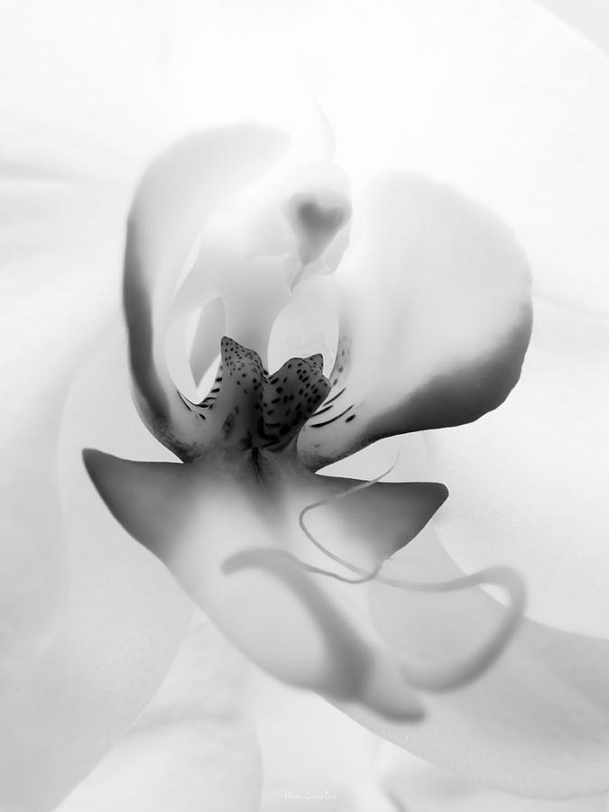 Inside Orchid Photograph by Wim Lanclus