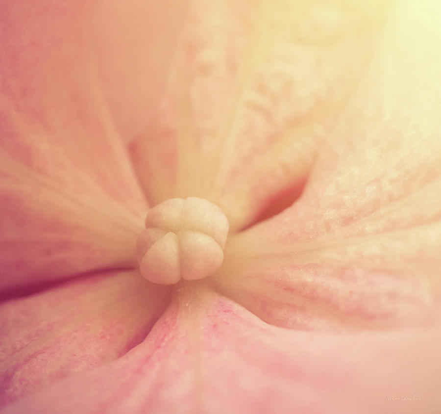 Inside Pink Flower Photograph by Wim Lanclus