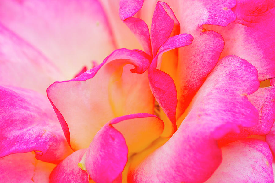 Inside Rose Petal Curves Photograph by Teri Virbickis