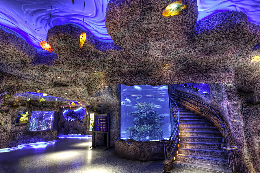 Inside the Aquarium Photograph by Tim Stanley