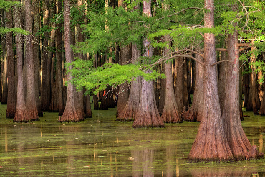 Inside The Bayou Photograph by Ester McGuire