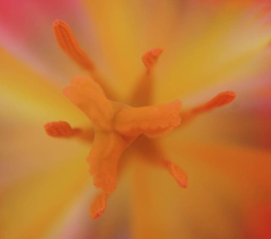 Tulip Photograph - Inside The Blossom by Jeff Swan