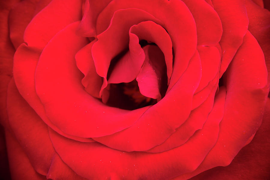 Inside the Curves of a Red Rose Photograph by Teri Virbickis