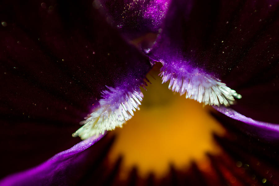Inside the Flower 3 Photograph by Jay Stockhaus