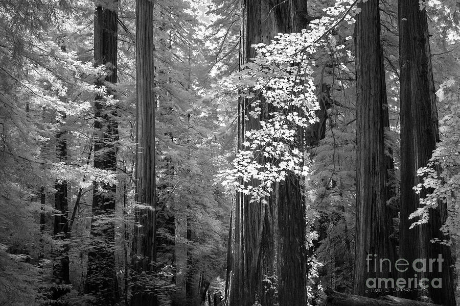 Inside the Groves of the Redwoods Photograph by Craig J Satterlee