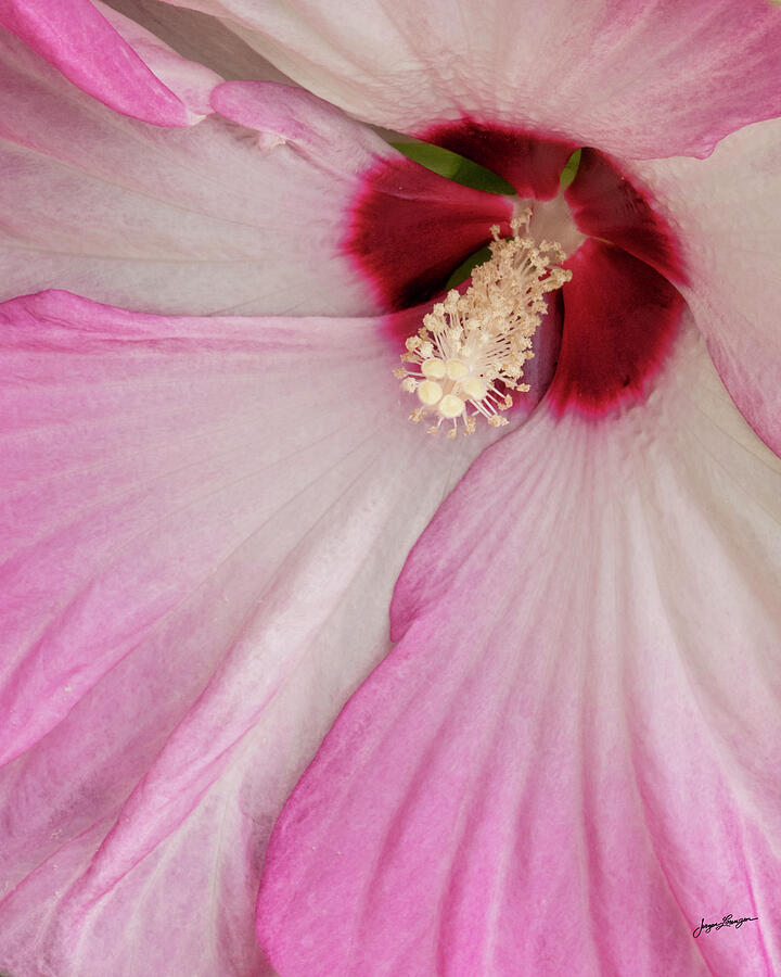 Inside the Hibiscus Photograph by Jurgen Lorenzen