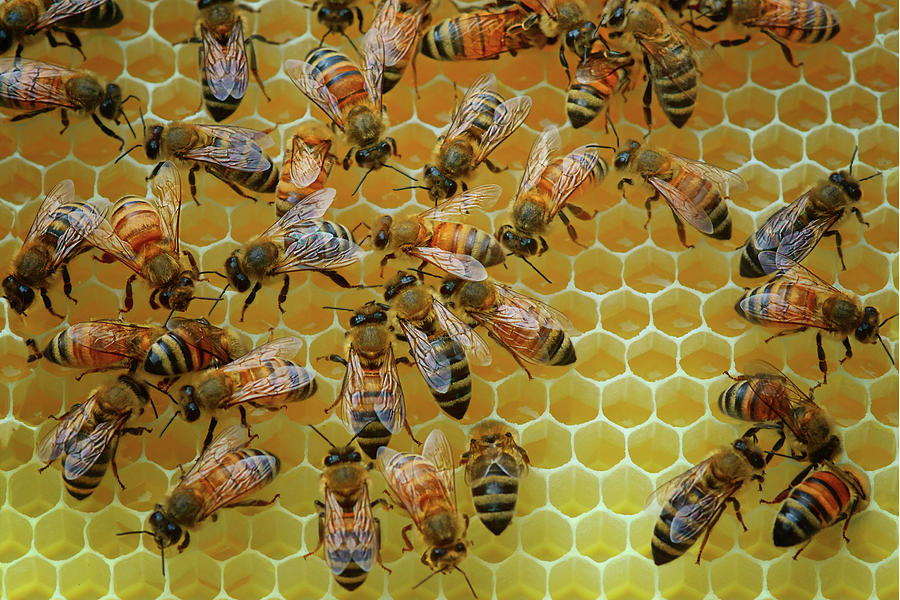Insects Photograph - Inside the Hive by Nikolyn McDonald