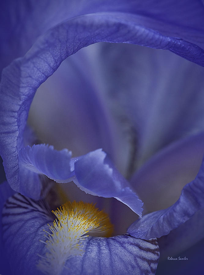 Inside the Iris Photograph by Rebecca Samler