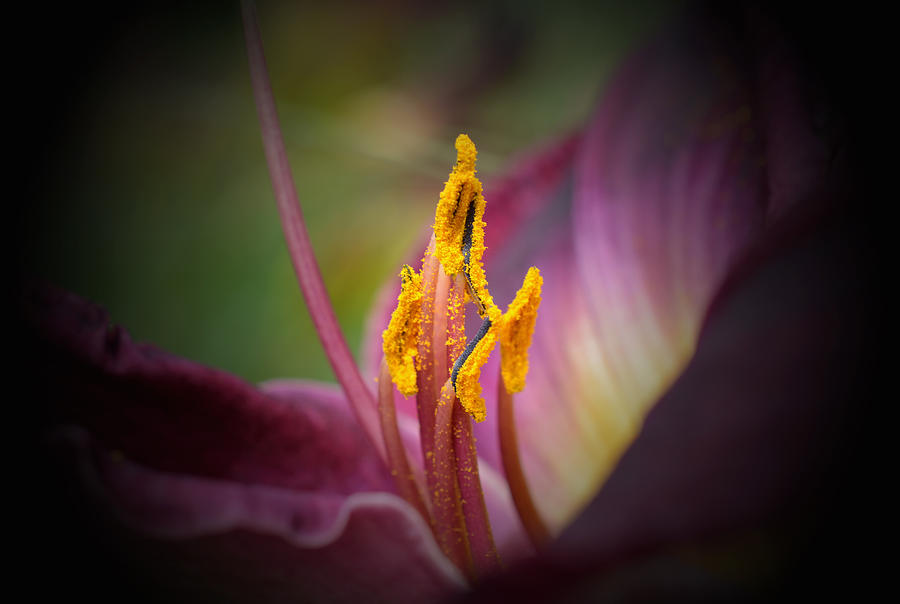 Lily Photograph - The Only Way Is Up by Richard Andrews