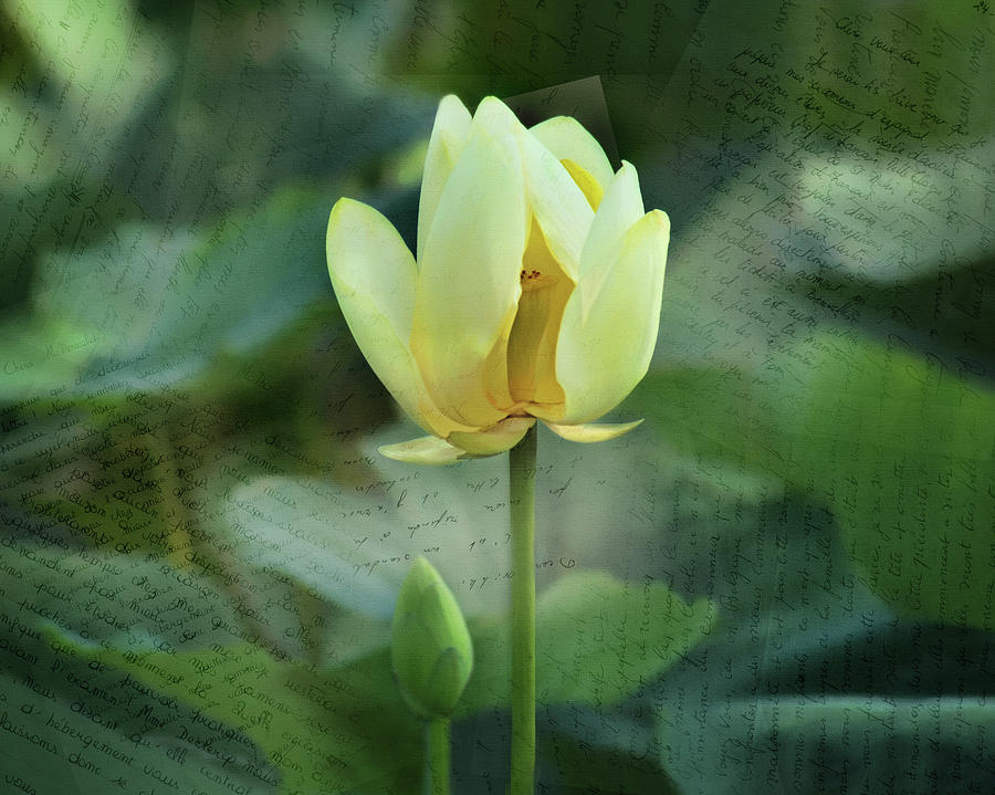 Inside the Lotus Photograph by Nikolyn McDonald