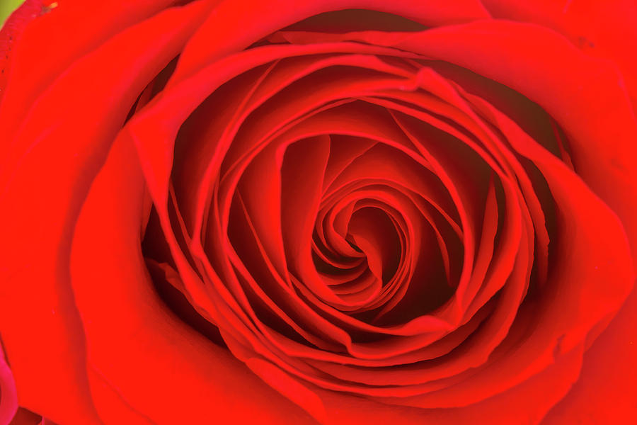 Inside The Red Rose Photograph