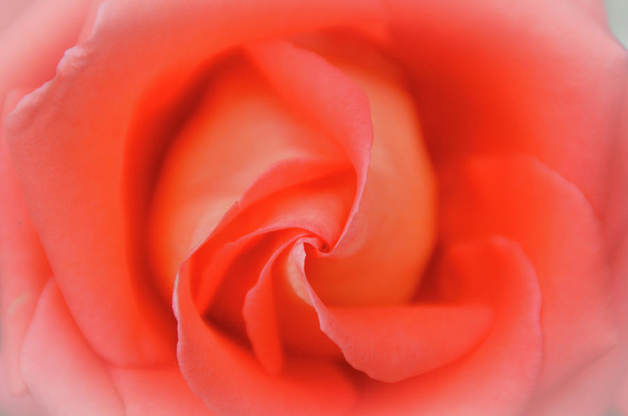 Inside The Rose Photograph by Joe Ormonde
