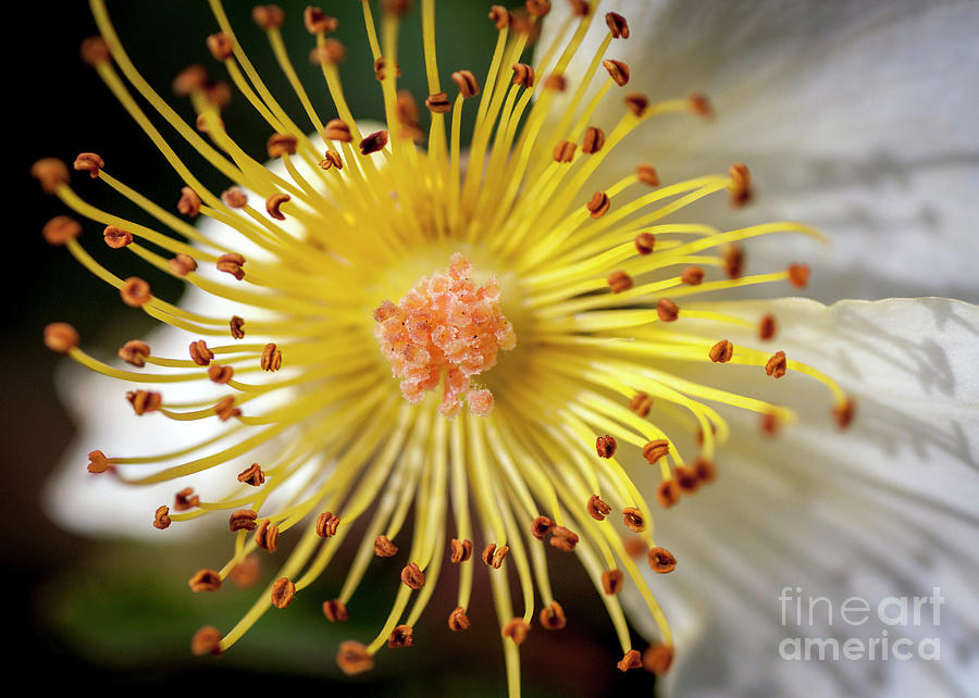 Inside the Rose Photograph by KG Photography - Fine Art America