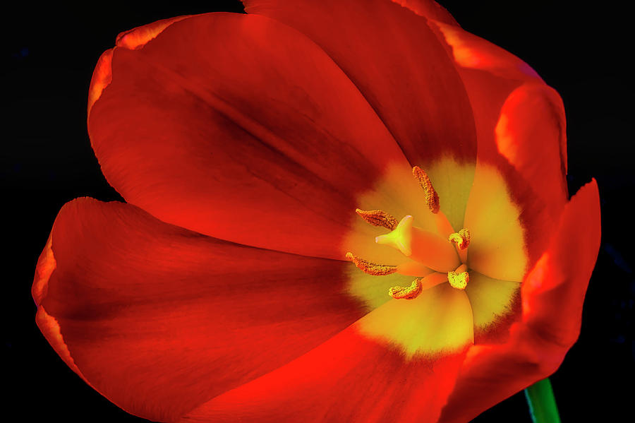 Inside The Tulip Photograph by Garry Gay