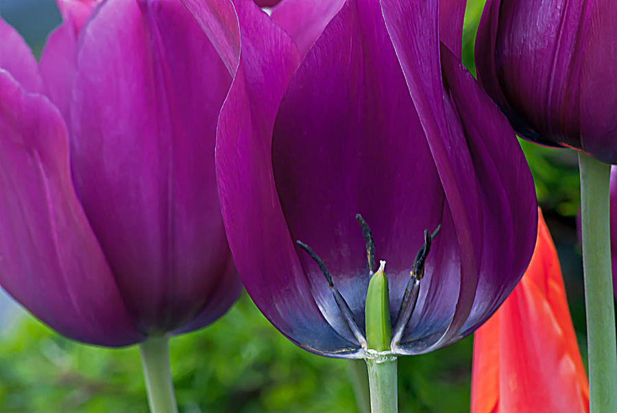 Tulip Photograph - Inside Tulip by Emerald Studio Photography
