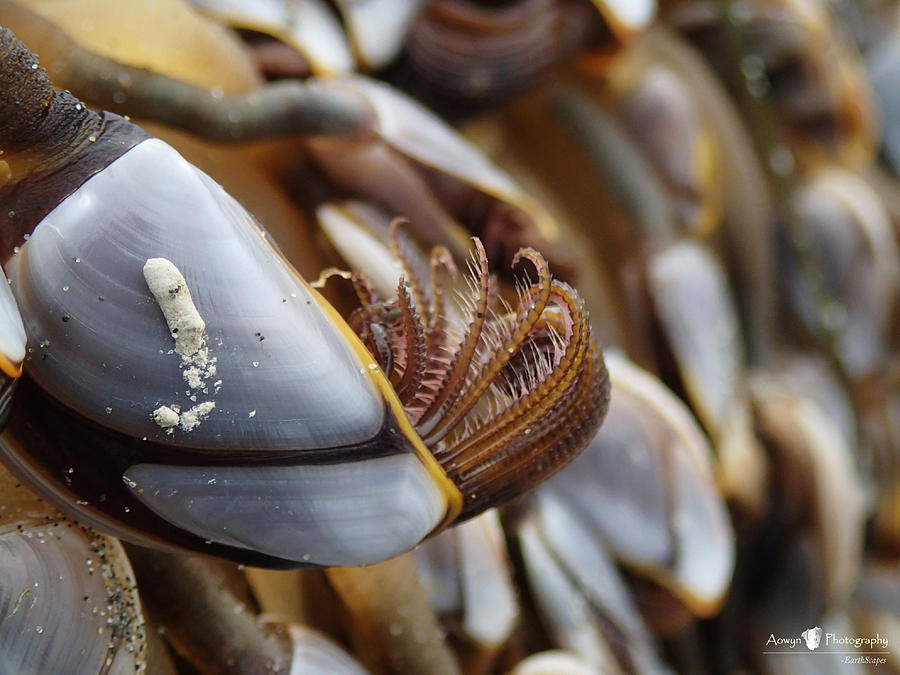Goose Barnacle Photograph - Insider Life of Goose Barnacle by Stephanie McGuire Goose Barnacle Photograph - Insider Life of Goose Barnacle by Stephanie McGuire
