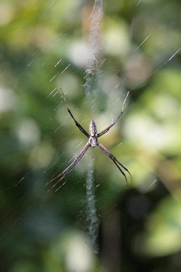 Spider Photograph - Insignificent Other by Matt Cormons