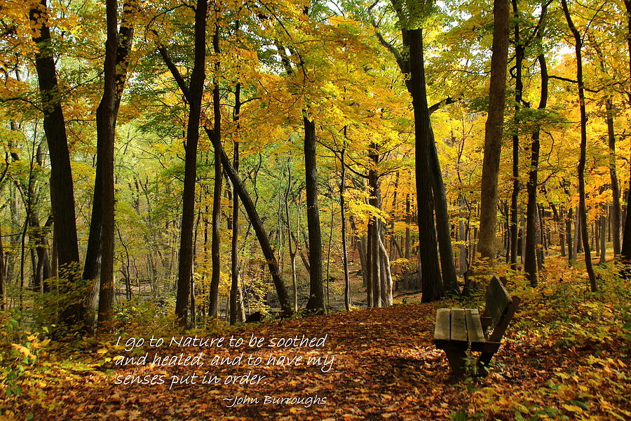 Inspirational Forest Photograph by Rosanne Jordan - Fine Art America