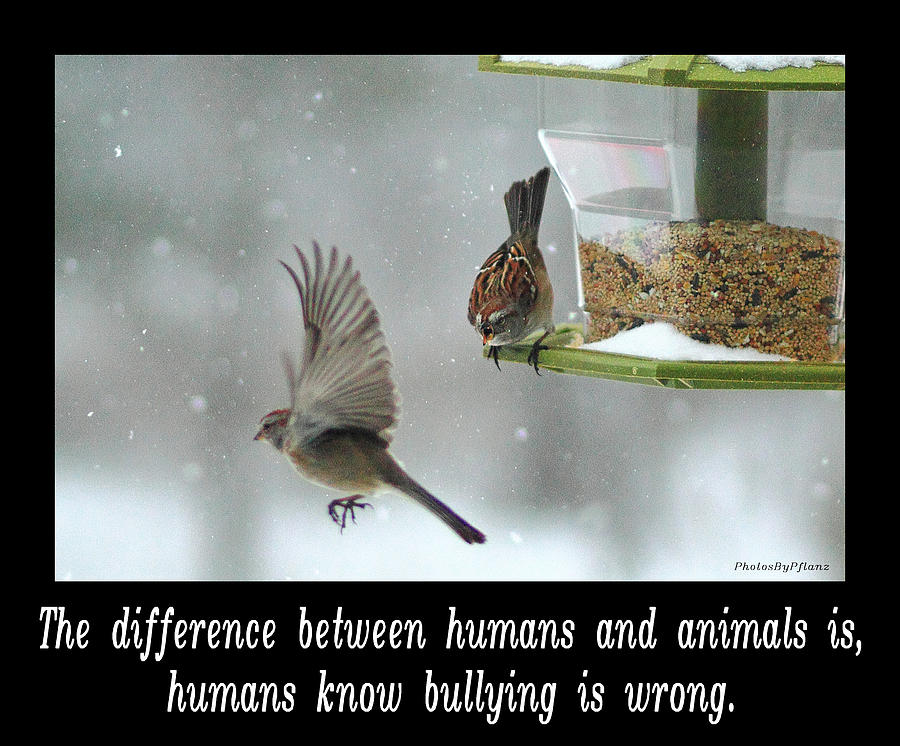 Inspirational Photograph - INSPIRATIONAL-The difference between humans and animals is, humans know that bullying is wrong. by Brian Pflanz