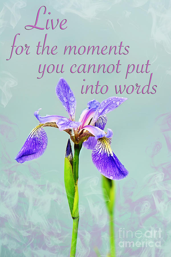 Inspirational Wild Iris Print Photograph by Gwen Gibson