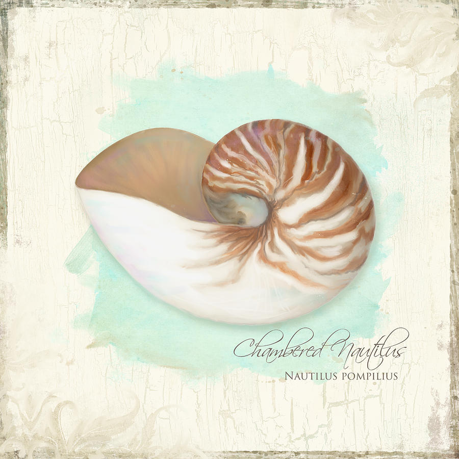 Inspired Coast V - Chambered Nautilus Shell on Board Painting by Audrey Jeanne Roberts